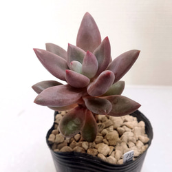 パープルクリスタル (抜き苗)【エケベリア】多肉植物 多肉植物