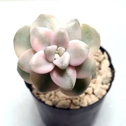 韓国苗◇フラミンゴ (発根済)【エケベリア】多肉植物 多肉植物