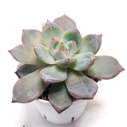 送料無料】札落ち【エケベリア 多肉植物】 多肉植物 エケベリアSKETCH