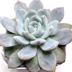 パープルクリスタル (抜き苗)【エケベリア】多肉植物 多肉植物