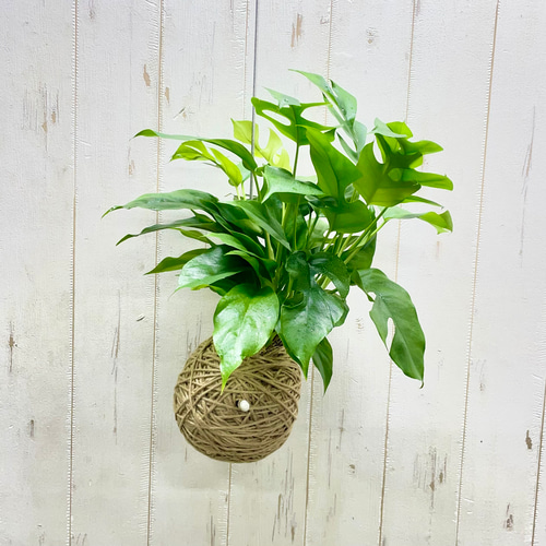 モンステラ 吊り下げ　お洒落　ハンキング　　ヒメモンステラ　観葉植物のある暮らし m38982700831_1.jpg?1750492557
