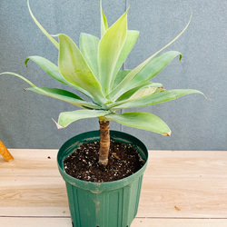 現品］7番 アロエ ディコトマ 7号 観葉植物 室内 屋外 おしゃれ