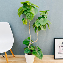 現品］ユッカ ロストラータ サファイアスカイズ 7号 観葉植物 レア