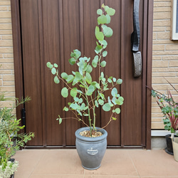 大株 ユッカロストラータ エアーポット鉢植え 苗 ロックガーデン