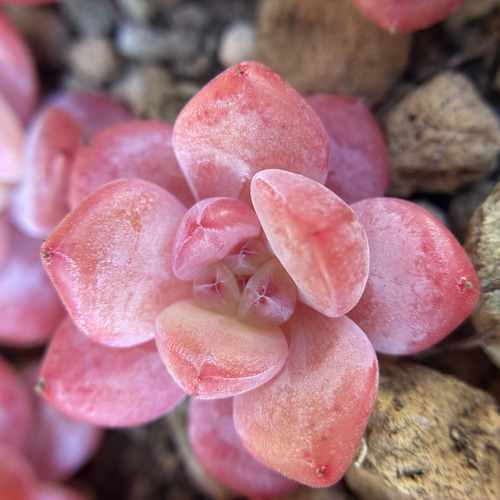 超可愛い 多肉植物 エケベリア 桜オレンジモンロー 3cm以上 カット苗 1