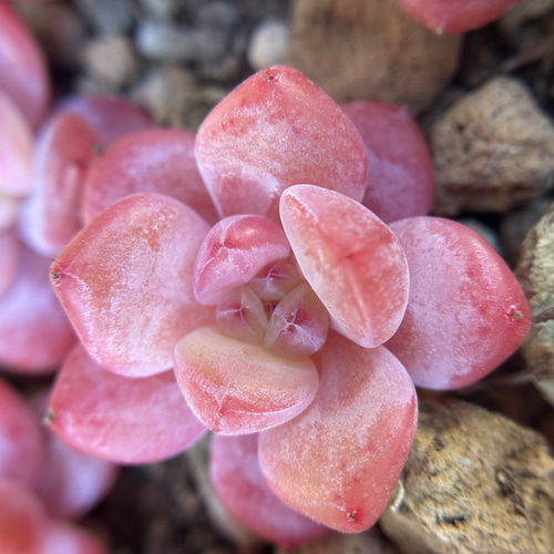 超可愛い 多肉植物 エケベリア 桜オレンジモンロー 3cm以上 カット苗 1