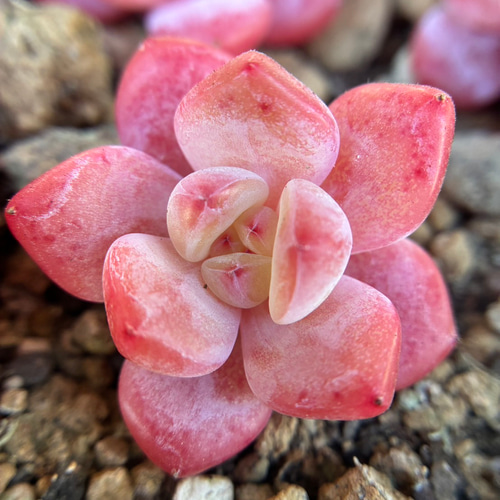 超可愛い 多肉植物 エケベリア 桜オレンジモンロー 3cm以上 カット苗 1