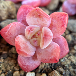多肉植物 エケベリア 白桃ソーダ 4cm 抜き苗 1株 多肉植物 愛多肉-(AI