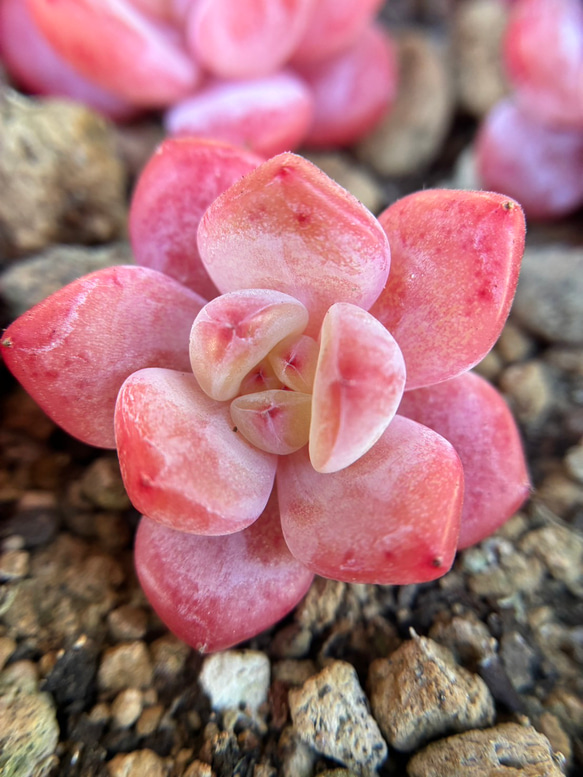 超可愛い 多肉植物 エケベリア 桜オレンジモンロー 3cm以上 カット苗 1
