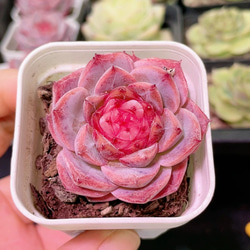 新入荷 多肉植物 ドロサンテマム キラキラ 丸くてコロコロ ぶどう 抜き