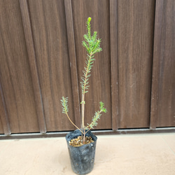 可愛い♪パールアカシア レンガ風石膏鉢植え ミモザ オージープランツ