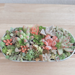 ★★壁掛け❤️★多肉植物★寄せ植え★このまま飾れます★★ 壁掛け❤️☆多肉植物☆寄せ植え☆このまま飾れます
