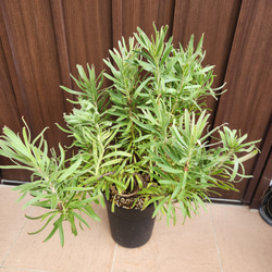 可愛い♪パールアカシア スクエア型テラコッタ鉢植え ミモザ オージー