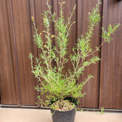 再販♡ 大きめ♪オリーブの木 エルグレコ お洒落 タイルストーン