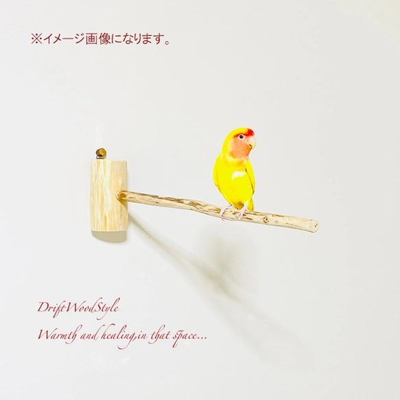 流木インテリア 40ｃｍの流木枝を使った小鳥の止まり木 インコの壁掛けパーチ ピン止めタイプ ビス止め変更可 N7 2枚目の画像
