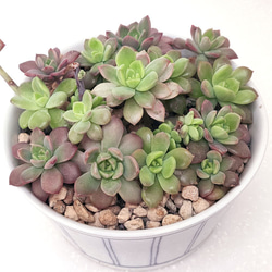 送料無料】札落ち【エケベリア 多肉植物】 多肉植物 エケベリアSKETCH