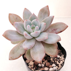 パープルクリスタル (抜き苗)【エケベリア】多肉植物 多肉植物