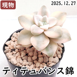 多肉植物エケベリア　プリリンゼアナ プリリンゼアナ【多肉植物】 多肉植物 エケベリアSKETCH 通販 15857190