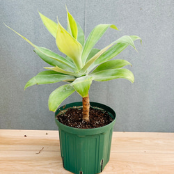 現品］【希少】ユッカ ロストラータ 実生 短葉 幹立 10号 観葉植物