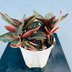 現品］【希少】13番 アガベ アテナータ ボーチンブルー 10号 尺鉢 観葉