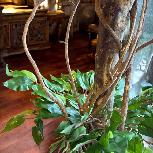 光触媒　人工観葉植物　ウォールグリーン　フェイクグリーン　ベンジャミン16016 光触媒 人工観葉植物 ウォールグリーン フェイクグリーン ベンジャミン