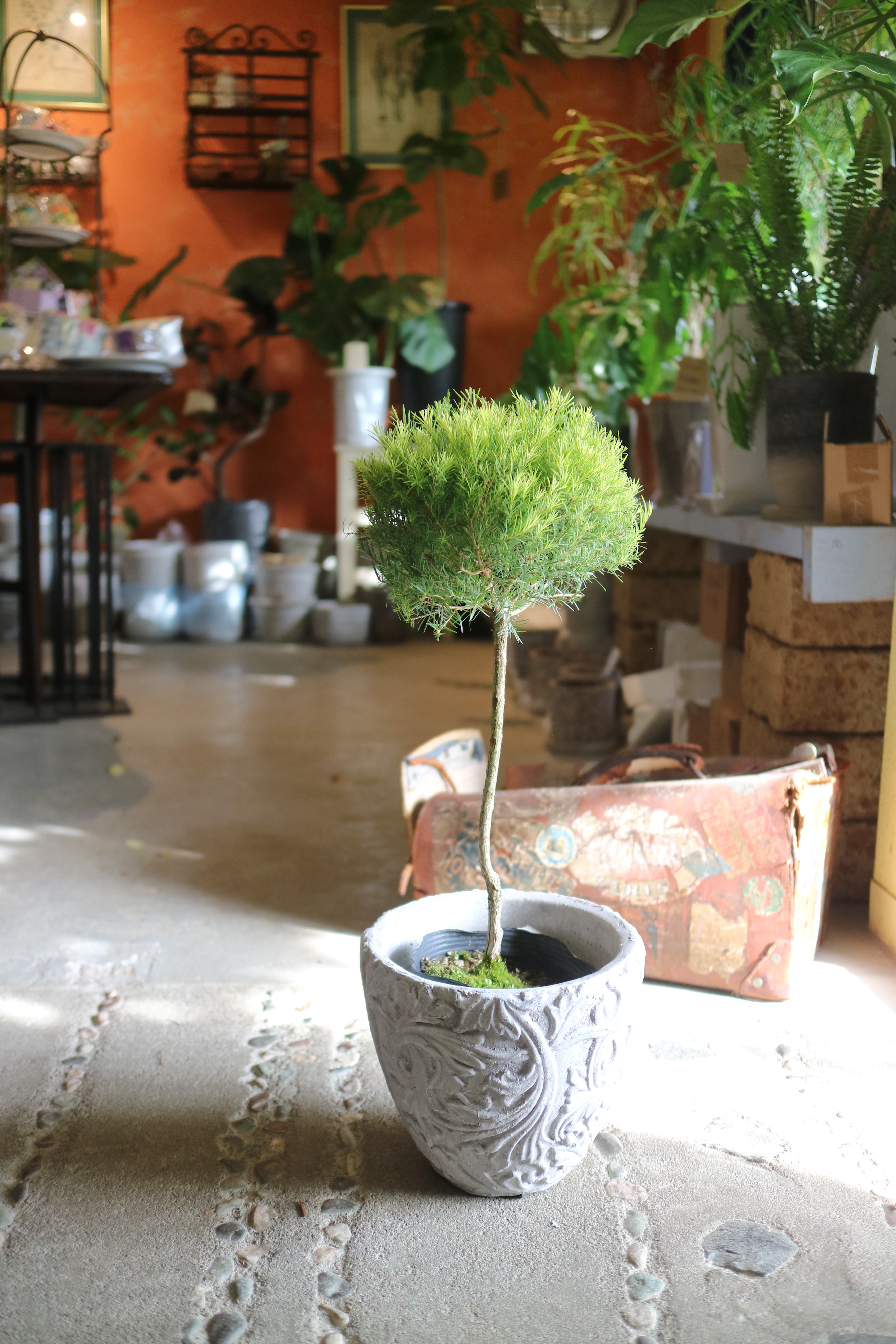 ちょっと大きなティーツリー の まあるい♡トピアリー ！鉢付 　ハーブ　アロマ