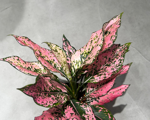 再入荷！アグラオネマ カンクンピンク A その他インテリア雑貨