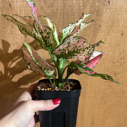 再入荷！アグラオネマ カンクンピンク A その他インテリア雑貨