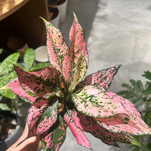 再入荷！アグラオネマ カンクンピンク A その他インテリア雑貨