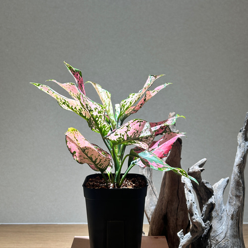 再入荷！アグラオネマ カンクンピンク A その他インテリア雑貨