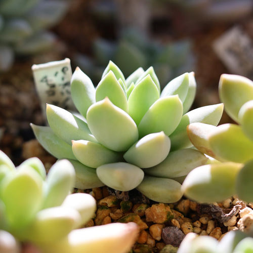 パープルチョコ カット苗 エケベリア 多肉植物 Lazuli Letters 通販