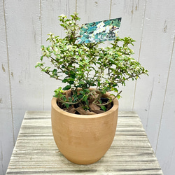 希少 姫ホタテ貝 貝合わせ（15組30枚) 、 貝桶セット 源氏物語絵巻