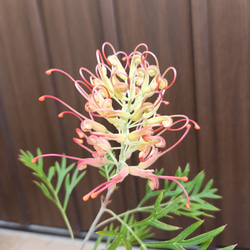 這性 グレビレア ブロンズランバー 鉢植え オージープランツ