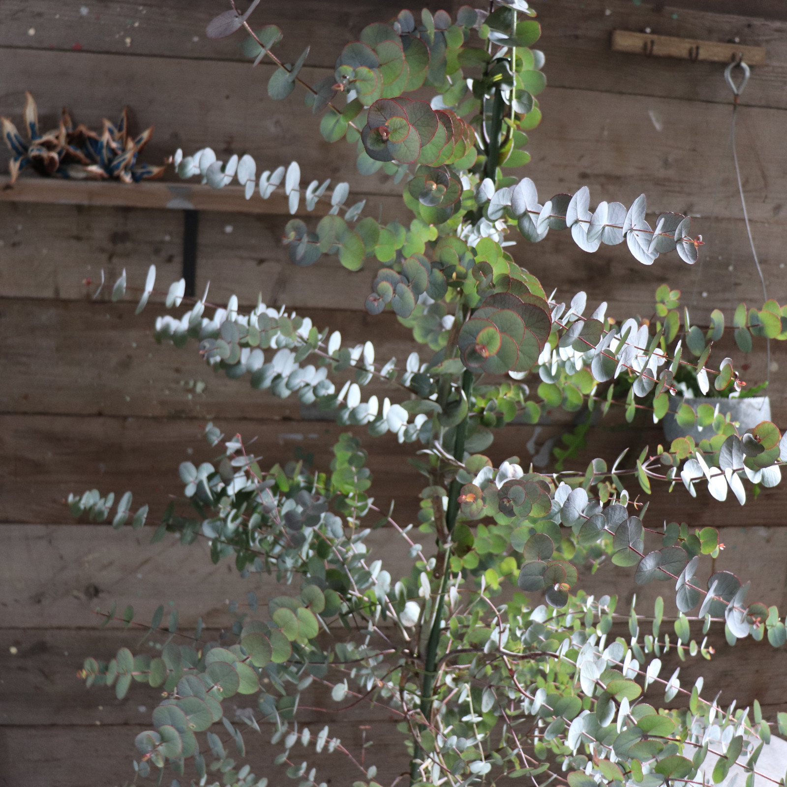 シネレア♡10号♡シンボルツリーに♡ユーカリ♡ガーデニング♡