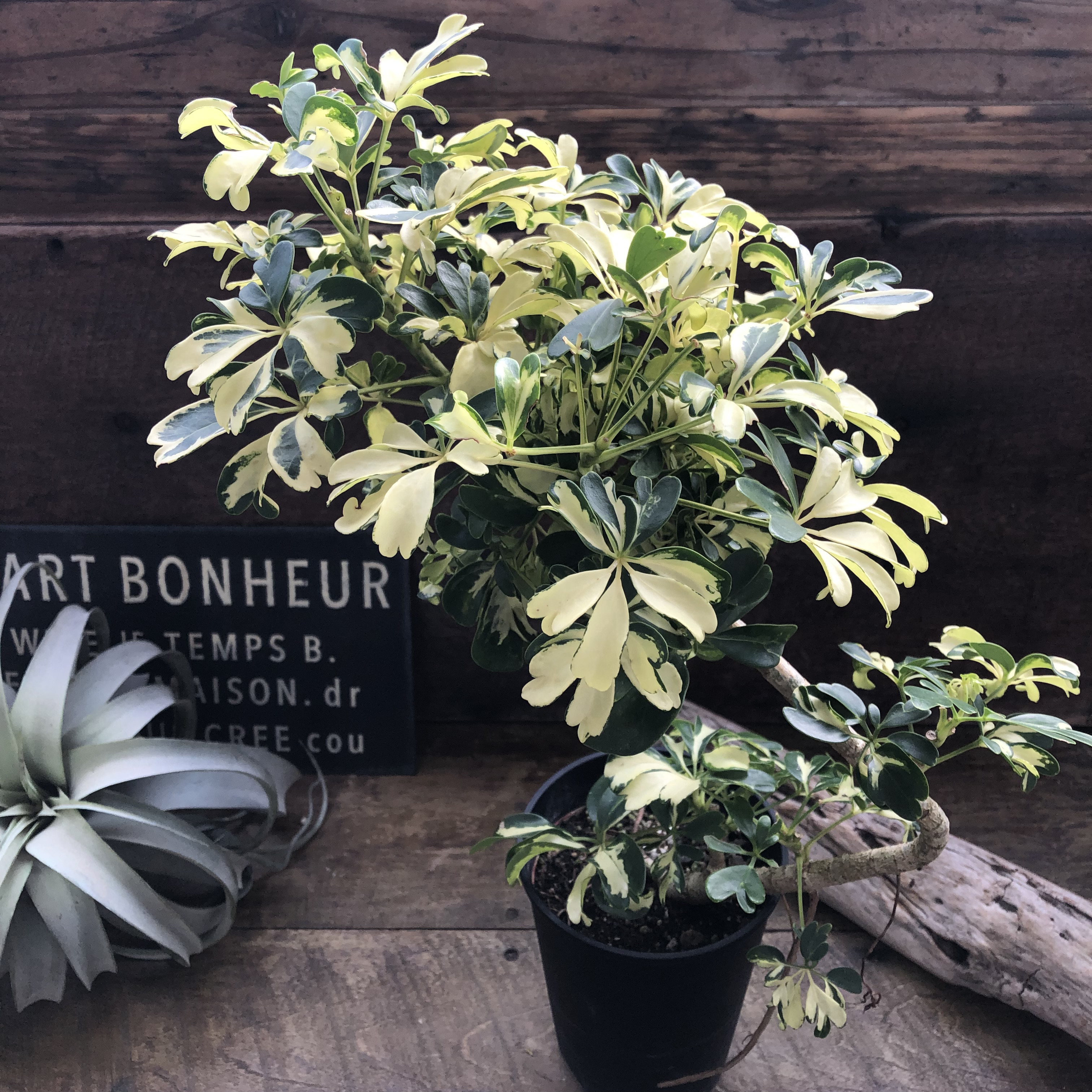 シェフレラ♡ ジェニーネ（曲がり木） ♡観葉植物♡希少 4,904円