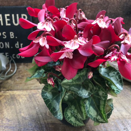 ワインレッド♡ジックス♡シクラメン♡希少♡ガーデンシクラメン