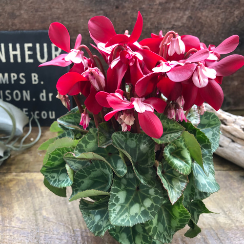 ワインレッド♡ジックス♡シクラメン♡希少♡ガーデンシクラメン