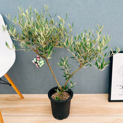 現品］10番 シマトネリコ 曲がり 8号 観葉植物 大型 屋外 ベランダ