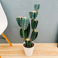 現品］ 柱サボテン 8号 鬼面角 ブランチ 胴切り 観葉植物 おしゃれ