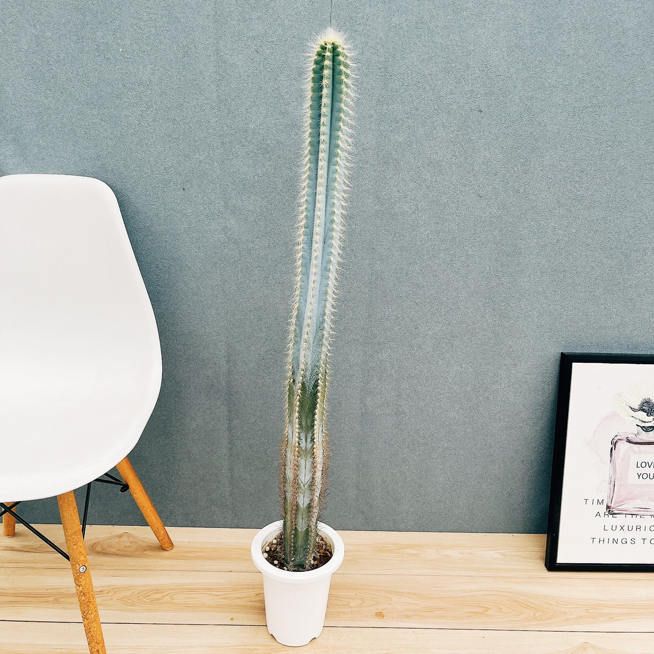 ［現品］【希少】14番　柱サボテン　アズレウス　6号　観葉植物　レア　ブルーサボテン　プラスチック鉢　綺麗　多肉植物