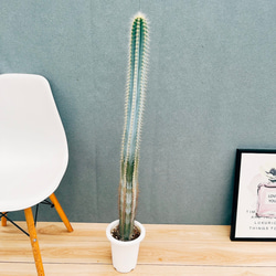 現品］10番 シマトネリコ 曲がり 8号 観葉植物 大型 屋外 ベランダ