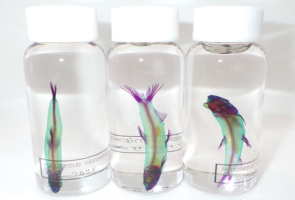 ワカサギ(ランダム)　透明標本　1個