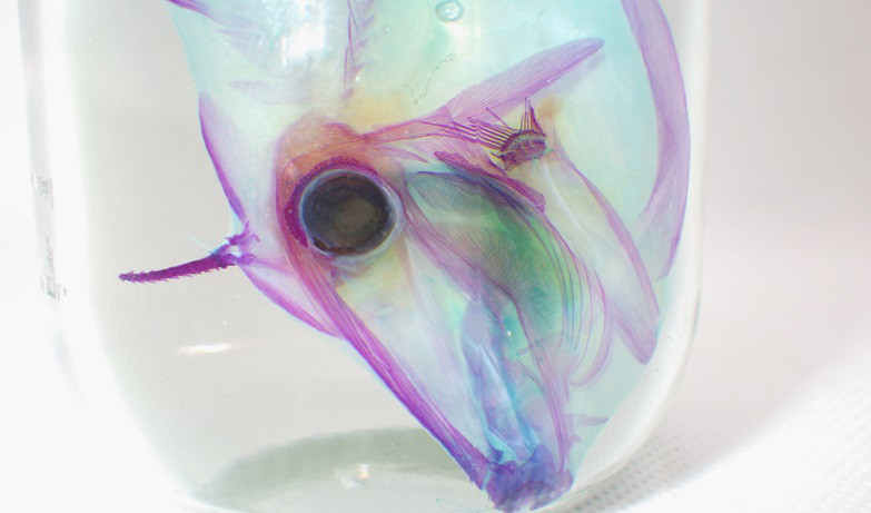 ウスバハギ１　透明標本