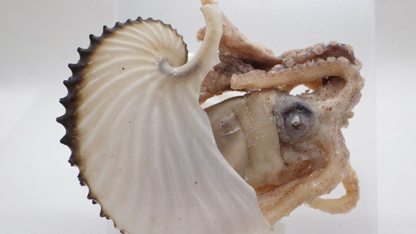 アオイガイ Argonauta argo　プラスティネーション標本