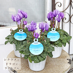 １１日入荷⭐️リューカデンドロン６品種⭐️6鉢セット⭐️ 楽天市場】リューカデンドロンの希少種早春の頃は、鮮やかな黄色の苞た