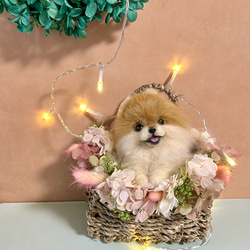 羊毛 伏せをする にこにこポメラニアン 送料無料 クリーム 羊毛