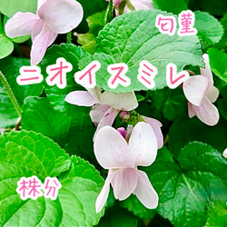 八重咲きローマン 苗 ダブルフラワーカモミール 3.号 元苗 カモミール