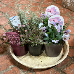 ふわふわ金魚ちゃん」のシック寄せ植え※寄せ植えセット 見元園芸 さん