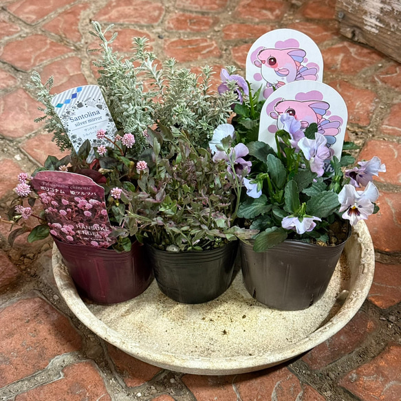 お花　寄せ植え　金魚草 お花 寄せ植え 金魚草 その後の寄せ植え…満開☆期待通りの色だっ