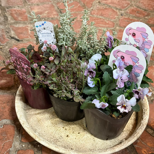 ふわふわ金魚ちゃん」のシック寄せ植え※寄せ植えセット 見元園芸 さん